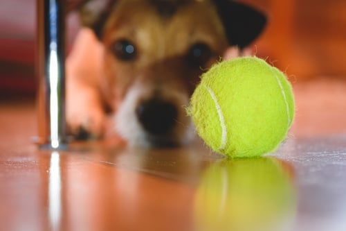 cute dog looking at ball he can't reach