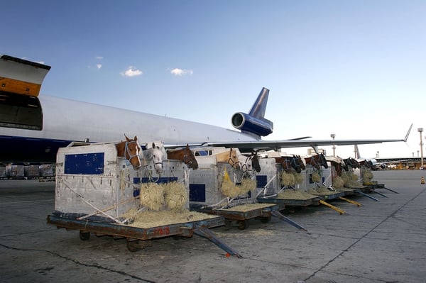 Horses ready for air transport