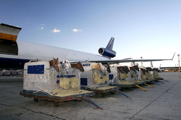 Horses ready for air transport