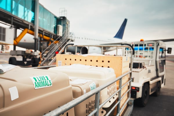 Live animals transported by air