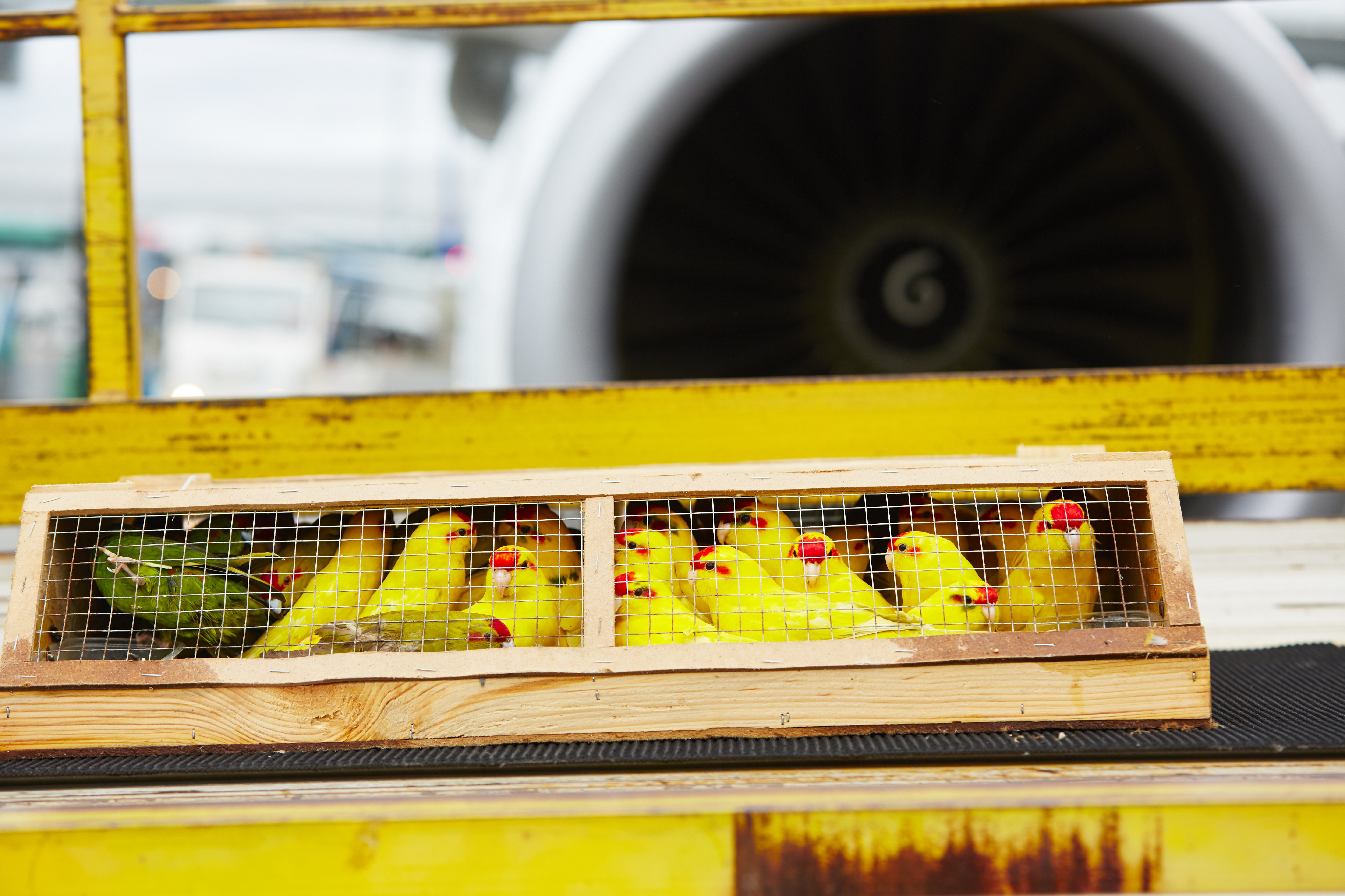 Birds travelling as air cargo